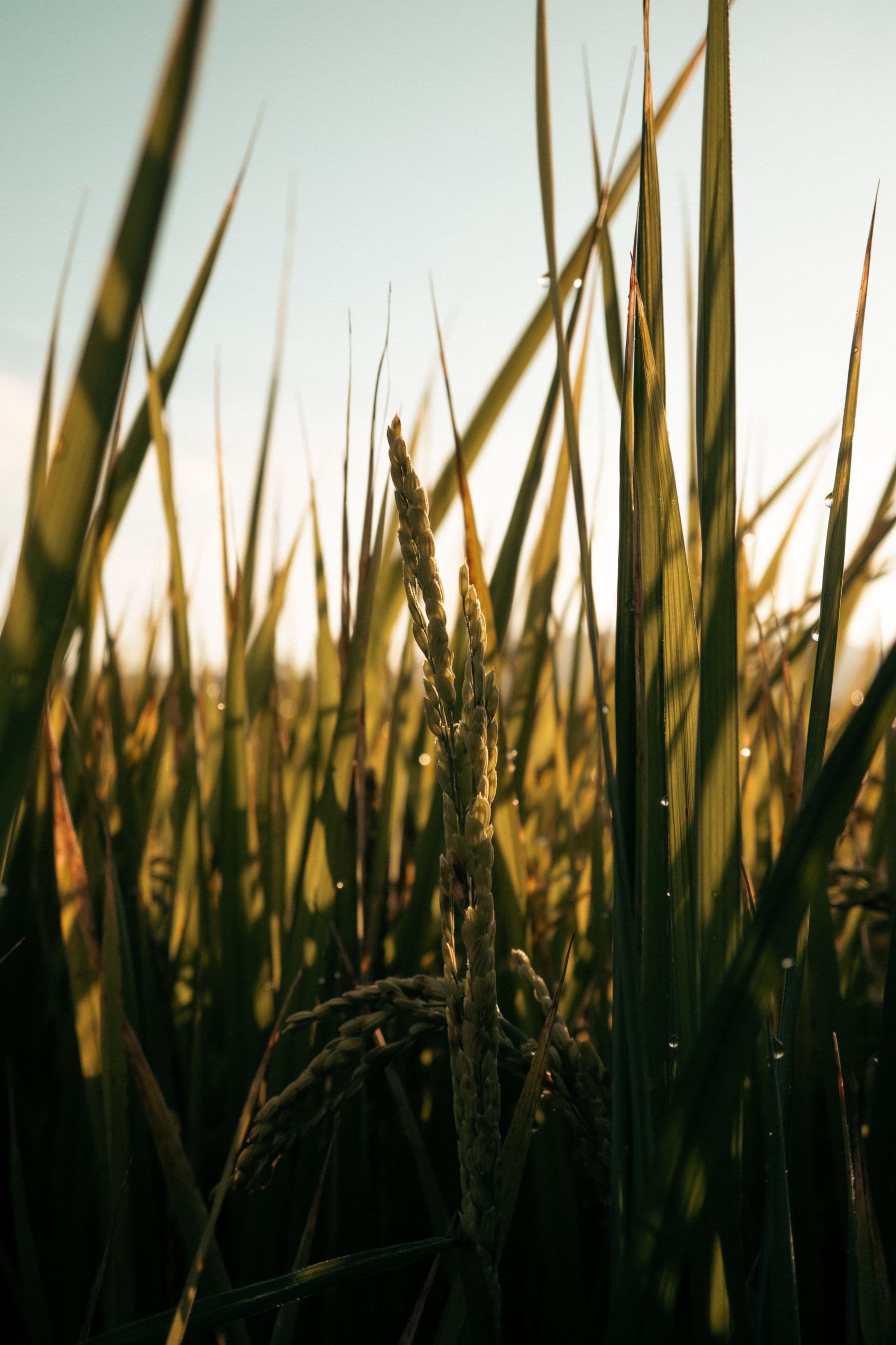 Rice plants in warm morning light